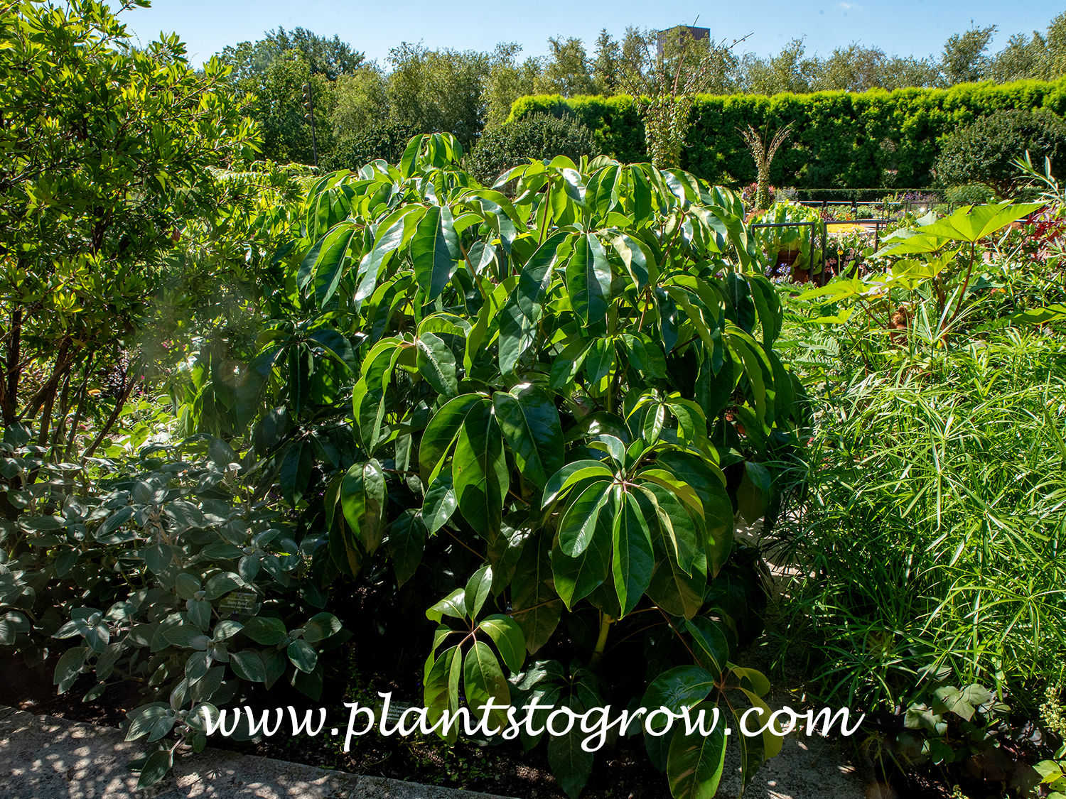 Amate Umbrella Plant (Heptapleurum actinophylla)
These plants are growing in full sun during the warmer season in zone 6.